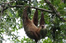 Sloth Encounter & Rainforest Experience 