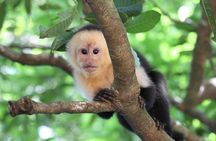 Sloth Encounter & Rainforest Experience 