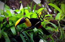 Sloth Encounter & Rainforest Experience 