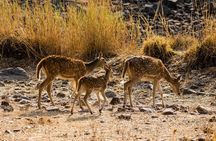 Private Day Trip to Ranthambore Tiger Reserve from Jaipur