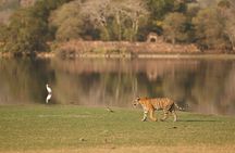 Private Day Trip to Ranthambore Tiger Reserve from Jaipur