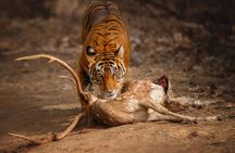 Private Day Trip to Ranthambore Tiger Reserve from Jaipur