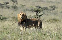 Elephant Orphanage, Giraffe Centre& optional Nairobi NationalPark