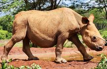Elephant Orphanage, Giraffe Centre& optional Nairobi NationalPark