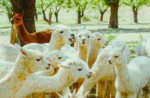 Private All Inclusive Shamakhi Alpaca & Wine Tour