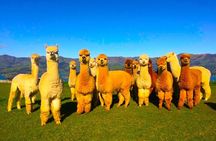 Private All Inclusive Shamakhi Alpaca & Wine Tour