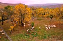 Private All Inclusive Shamakhi Alpaca & Wine Tour
