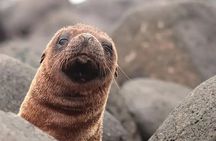 North Seymour Island Day Tour with Snorkeling