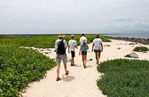 North Seymour Island Day Tour with Snorkeling
