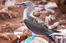 North Seymour Island Day Tour with Snorkeling