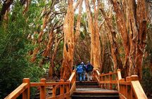 Nahuel Huapi Lake Cruise with Victoria Island and Arrayan Forest Walk