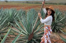 Mezcal Food Tasting Tour with Lunch Included 