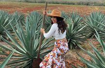 Mezcal Food Tasting Tour with Lunch Included 