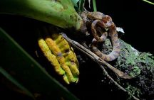 Small Group Wildlife Refuge Monteverde Night Walking Tour