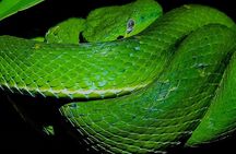 Small Group Wildlife Refuge Monteverde Night Walking Tour