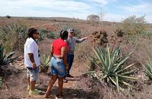 Mezcal Food Tasting Tour with Lunch Included