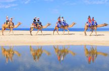 Cabo Camel Safari & FREE Beach ATV Adventure and Tequila Tasting