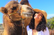 Cabo Camel Safari & FREE Beach ATV Adventure and Tequila Tasting
