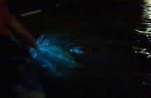 Paquera Bioluminescence Tour by Kayak