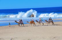 Camel Ride and UTV Combo Adventure, with Tequila Tasting