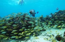 Private Snorkel Tour On The Reef Lagoon