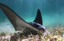 Private Snorkel Tour On The Reef Lagoon