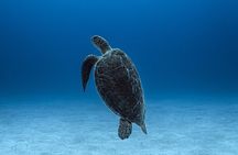 Private Snorkel Tour On The Reef Lagoon