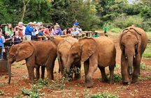 Elephant Orphanage, Giraffe Center & Bomas of Kenya Day Tour