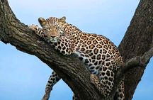 3 Days Masai Mara Joining Safari