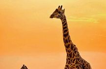 3 Days Masai Mara Joining Safari
