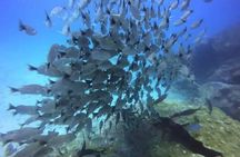 Scuba Diving Tour at Cano Island (Isla del Caño) from Drake Bay
