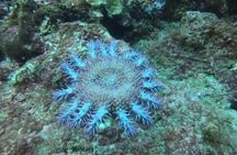 Scuba Diving Tour at Cano Island (Isla del Caño) from Drake Bay