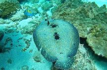 Isla del Caño snorkel tour from Drake Bay (Cano island) 