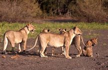 Tarangire National Park Full-Day Safari Experience