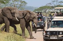 2 Days Private Midrange Safari from and back to Zanzibar