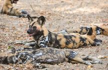 Nyerere National Parks : 4-Day Safari Adventure