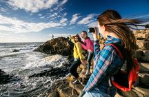 Giant's Causeway, Dark of Hedges & Belfast Day Tour From Dublin