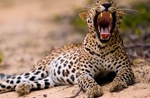 Safari Expedition's in Wild Wonders of Yala