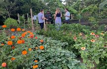 6 Course Tropical Rainforest Foodie Adventure