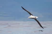 Dunedin Private Fullday Tour
