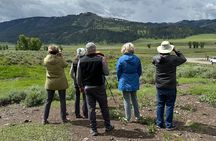 Upper Loop: Lamar Wildlife Safari | West Yellowstone | PRIVATE