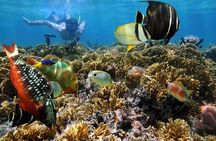 Key West 2 Reef Snorkel Tour & Sunset Cruise with Beer & Wine