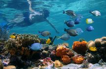 Key West 2 Reef Snorkel Tour & Sunset Cruise with Beer & Wine