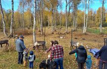 Reindeer Meet and Feed - Talkeetna