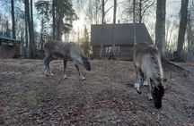 Reindeer Meet and Feed - Talkeetna