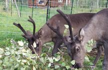 Reindeer Meet and Feed - Talkeetna