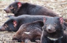 6-Days Discovery Tour of Tasmania - Comfort Style