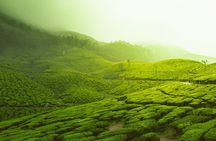 12 Hours Private Munnar Tour from Kochi