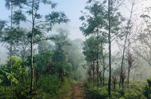 12 Hours Private Munnar Tour from Kochi