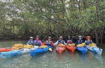 Uvita: Marino Ballena National Park Mangroves - Sea Kayaking 